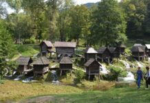 Street Dogs With Intelligence and Territory