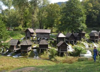 Street Dogs With Intelligence and Territory